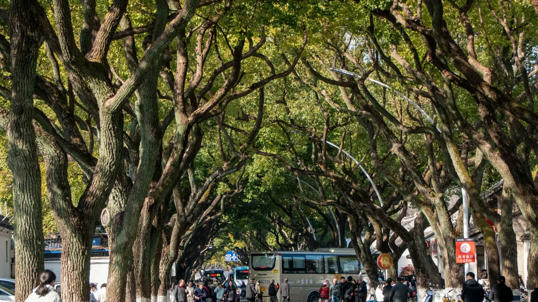 Community avenue with broad shade trees