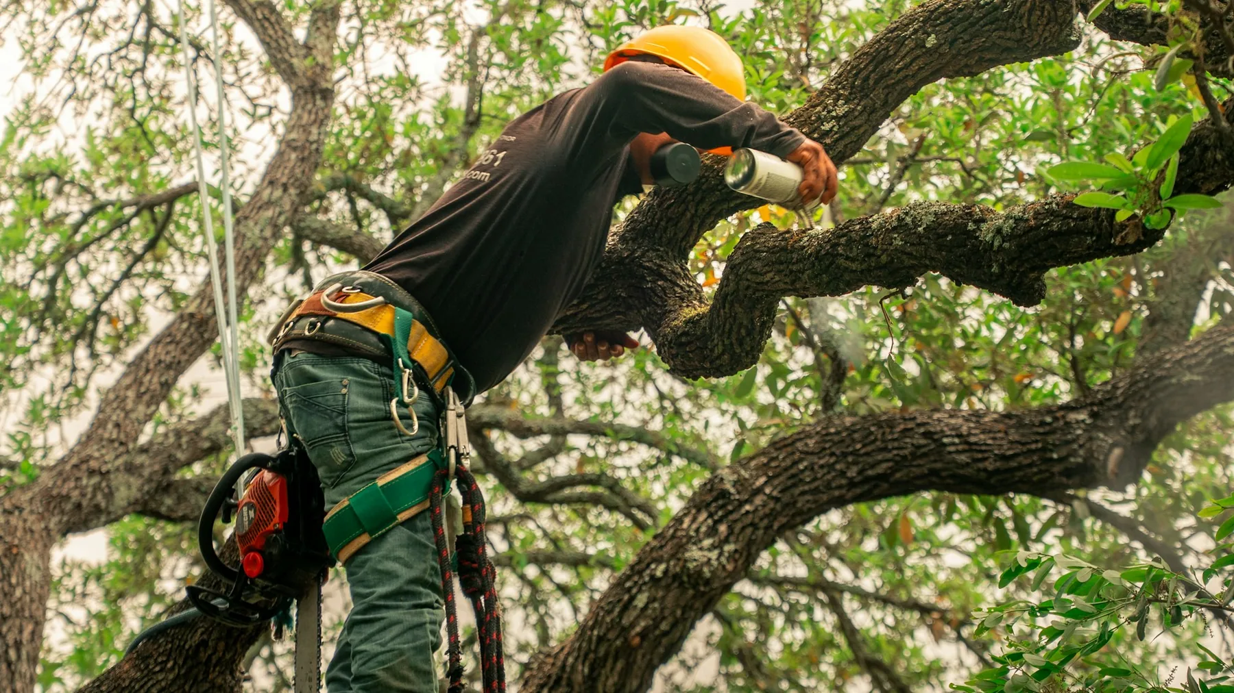 Arborist evaluating a mature tree before preparing a removal estimate