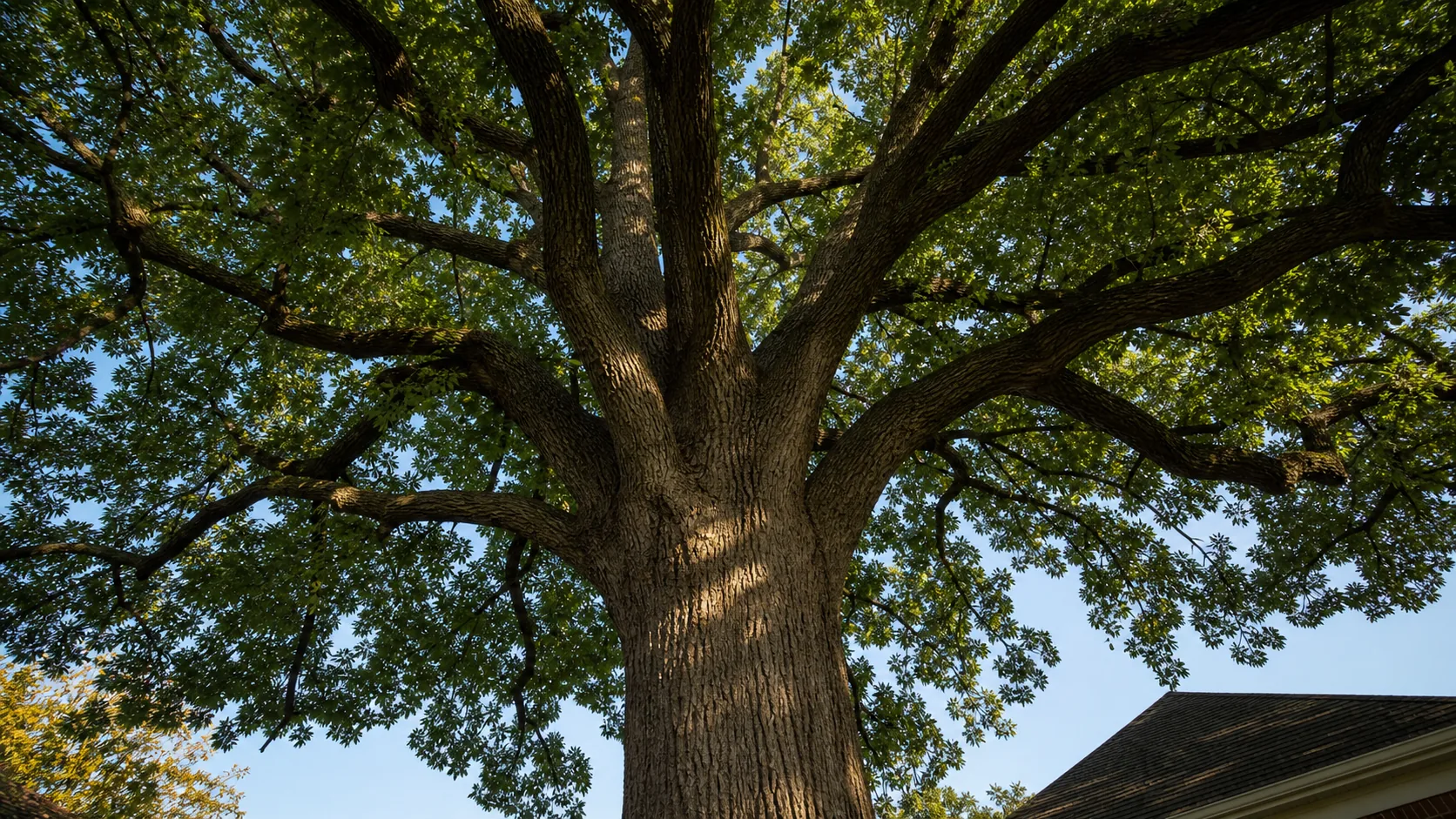 Broad branching structure of a mature oak over a residential yard