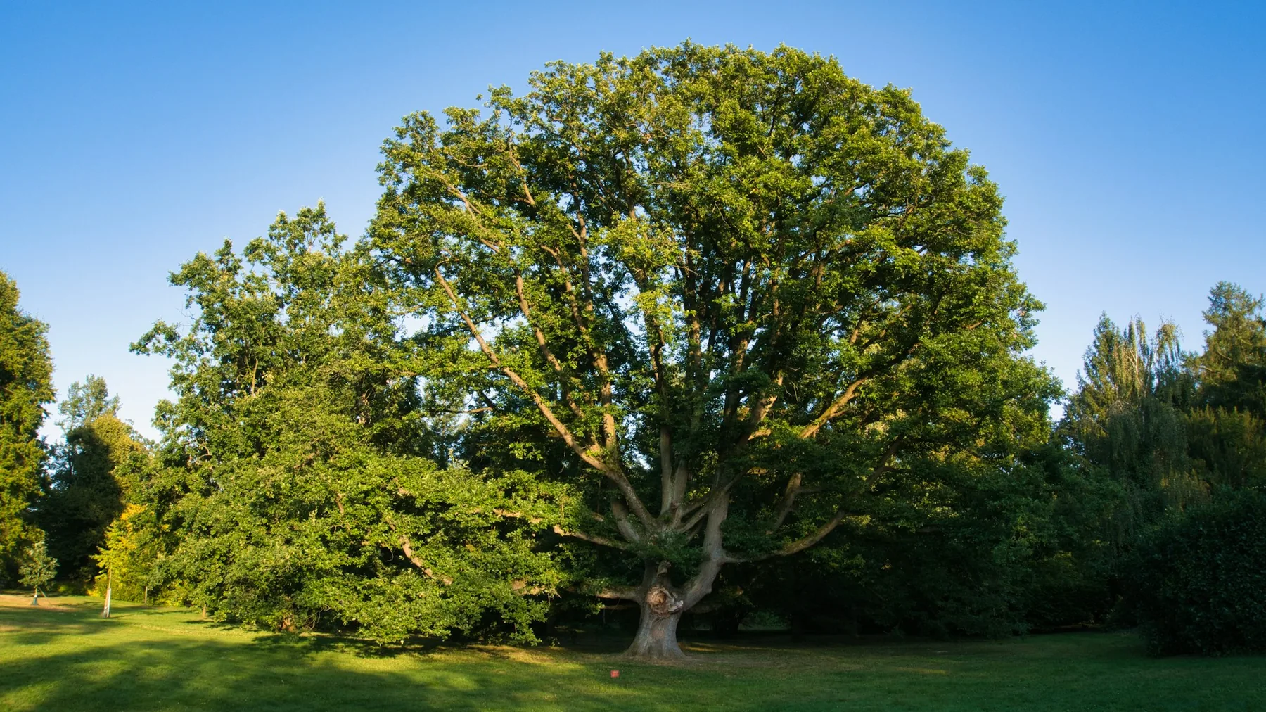 Mature oak tree spreading over a residential yard