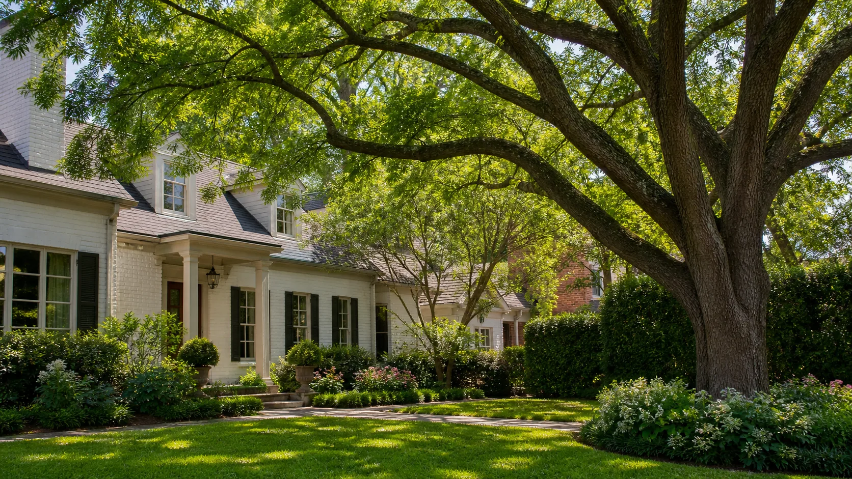 Healthy mature shade tree with a naturally structured canopy