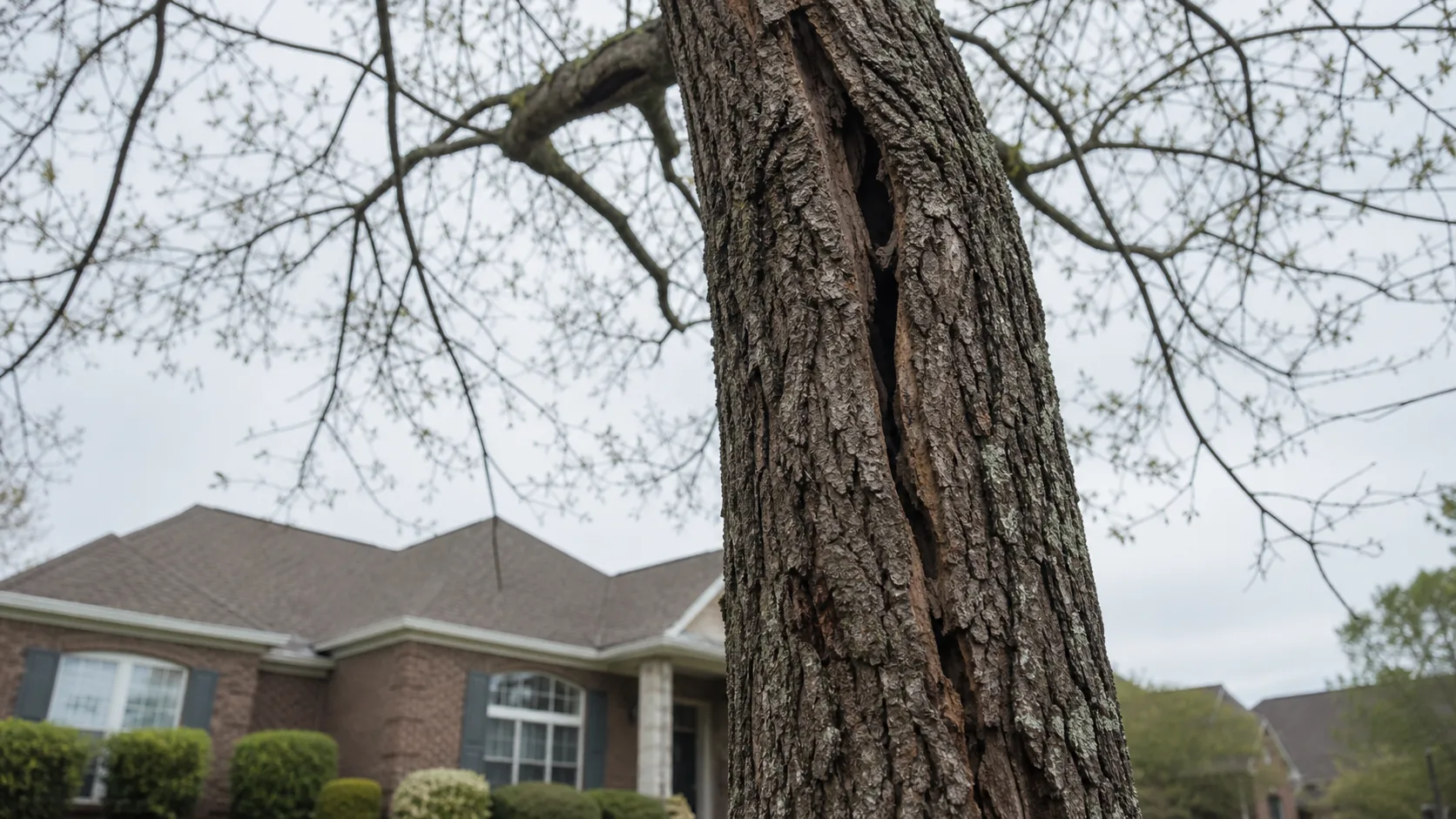 Visible vertical crack in the trunk of a mature residential tree