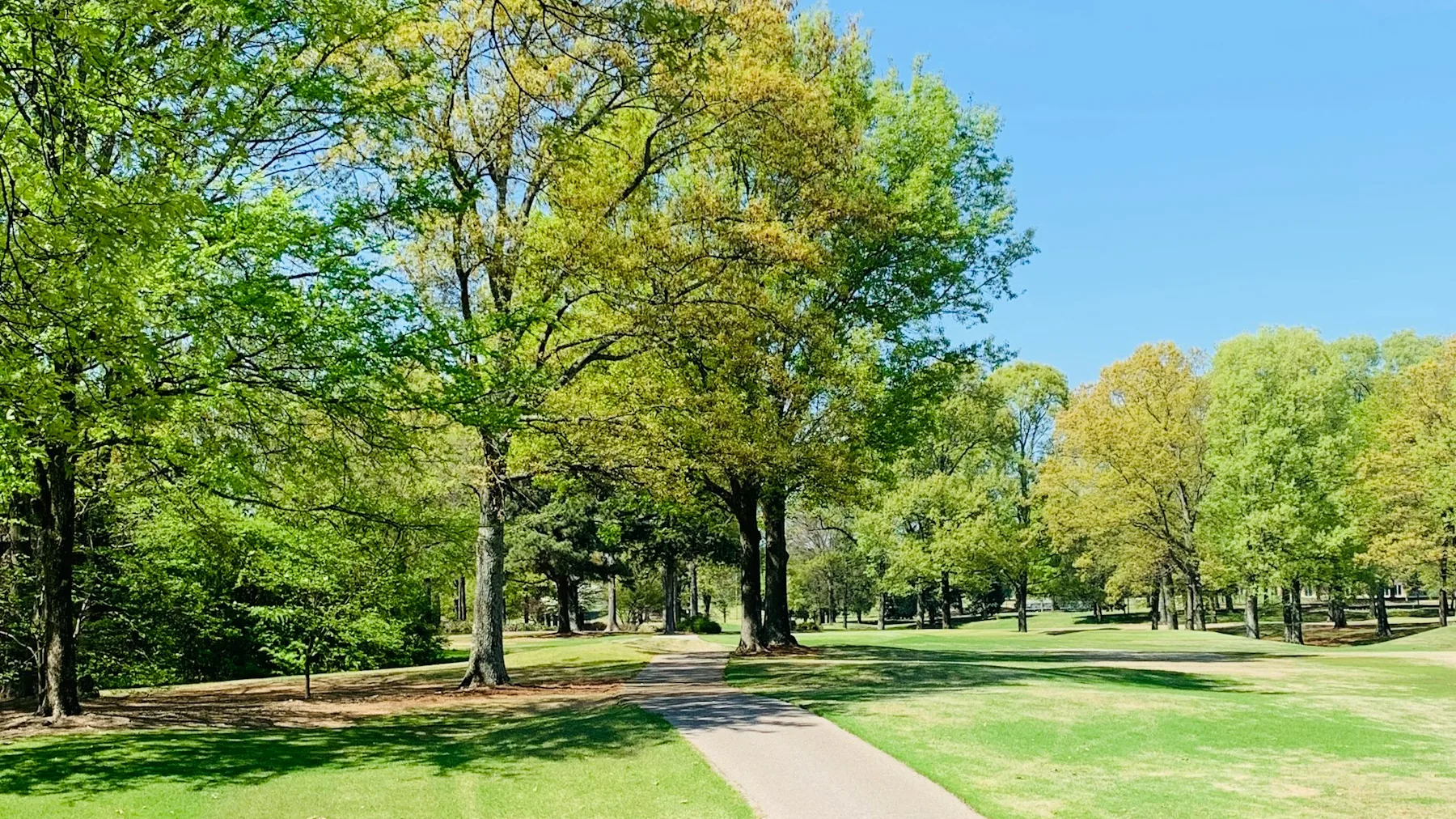 Mature deciduous trees along a Memphis-area park path