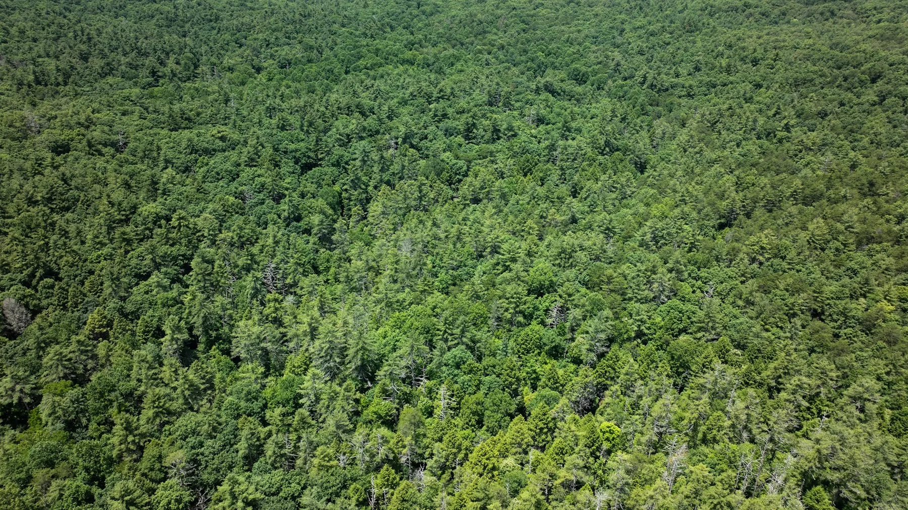 Dense deciduous tree canopy in Tennessee