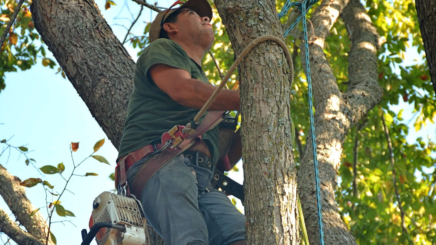 Climbing arborist preparing to prune dead branches
