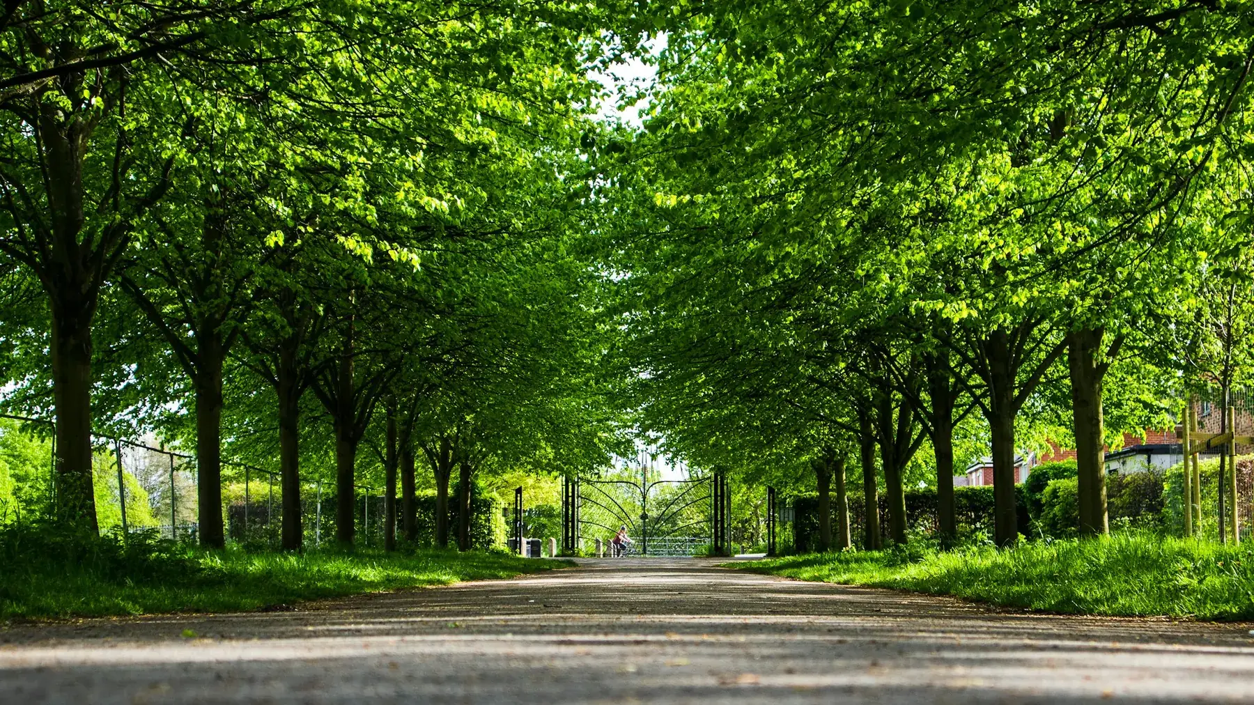 Shaded park path beneath a healthy tree canopy