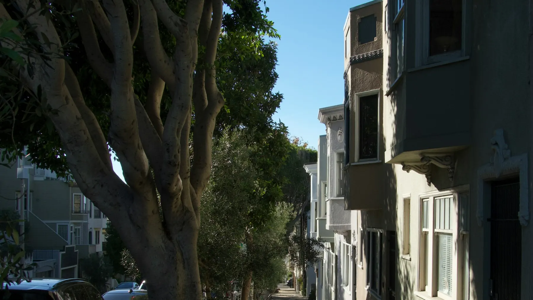 Leafy residential street lined with established trees