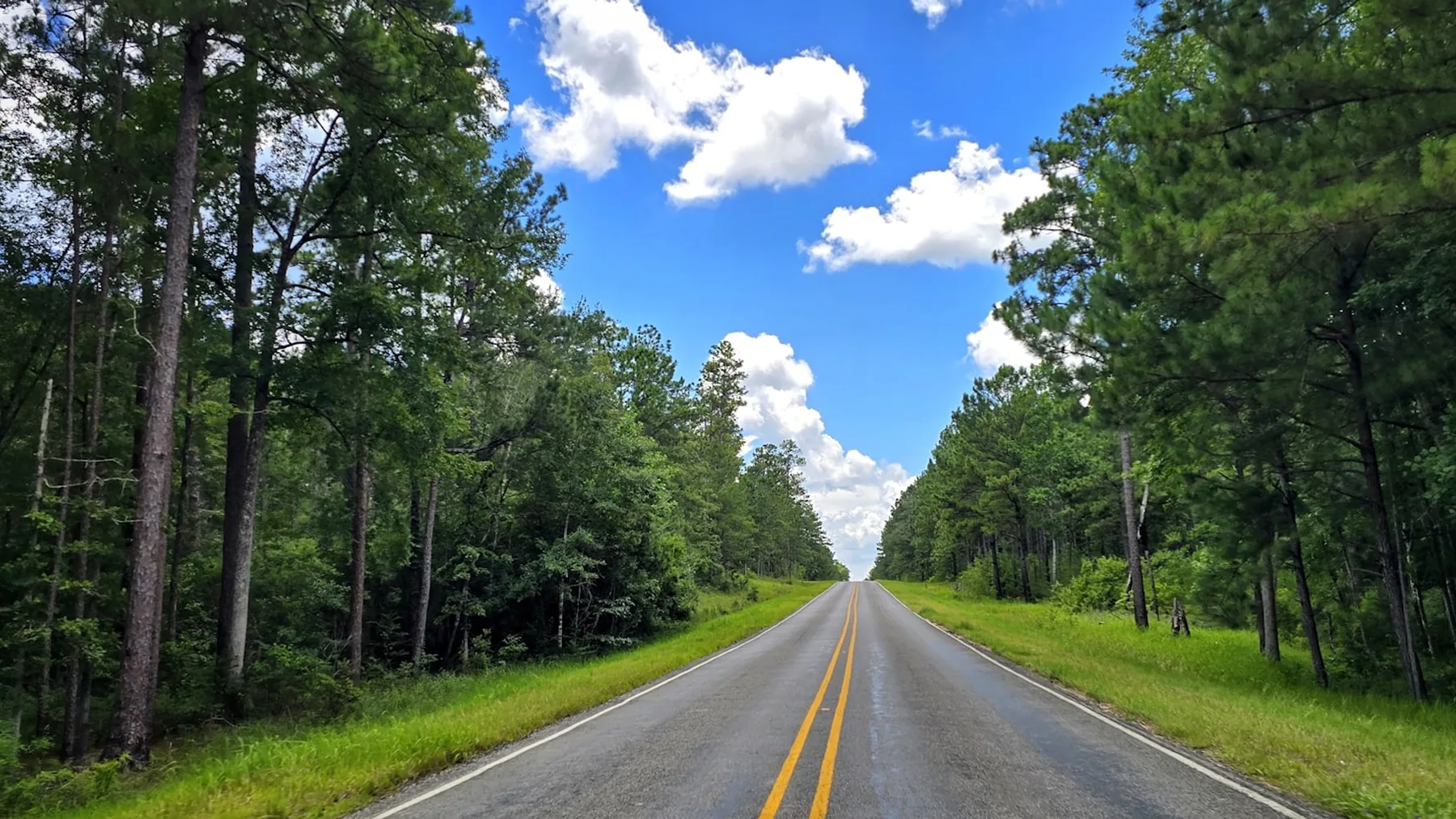Flat Mississippi road bordered by mature trees
