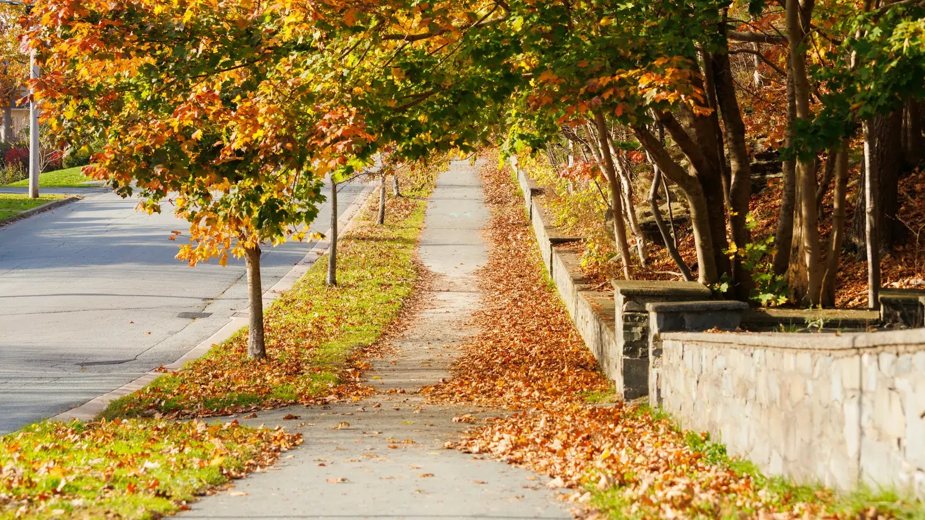 Quiet tree-lined sidewalk in a residential community