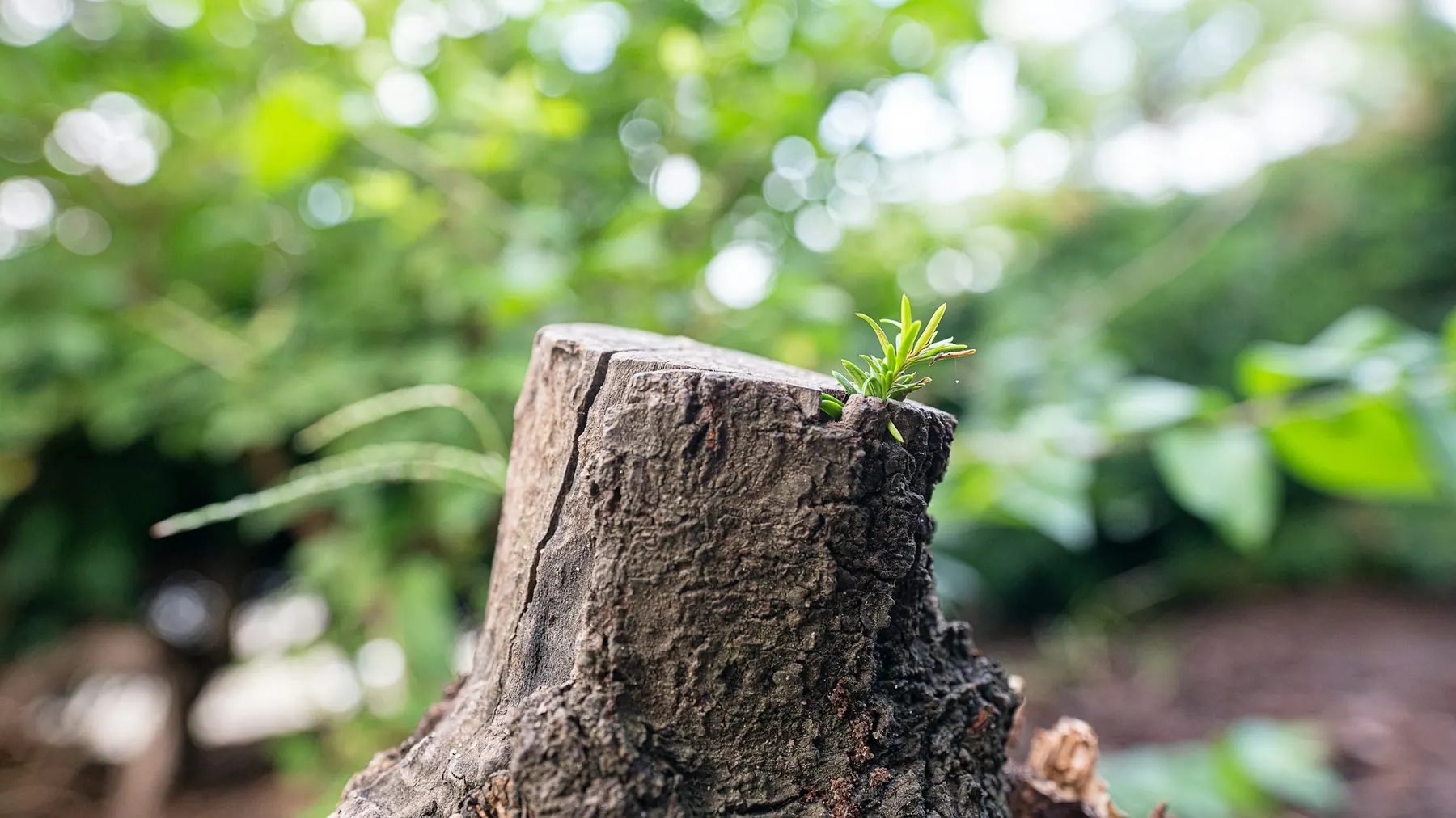 Fresh tree stump with new growth nearby