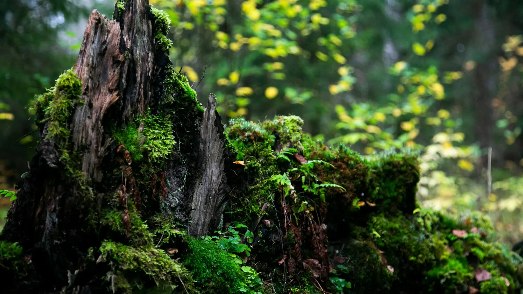 Moss-covered tree stump in a wooded setting