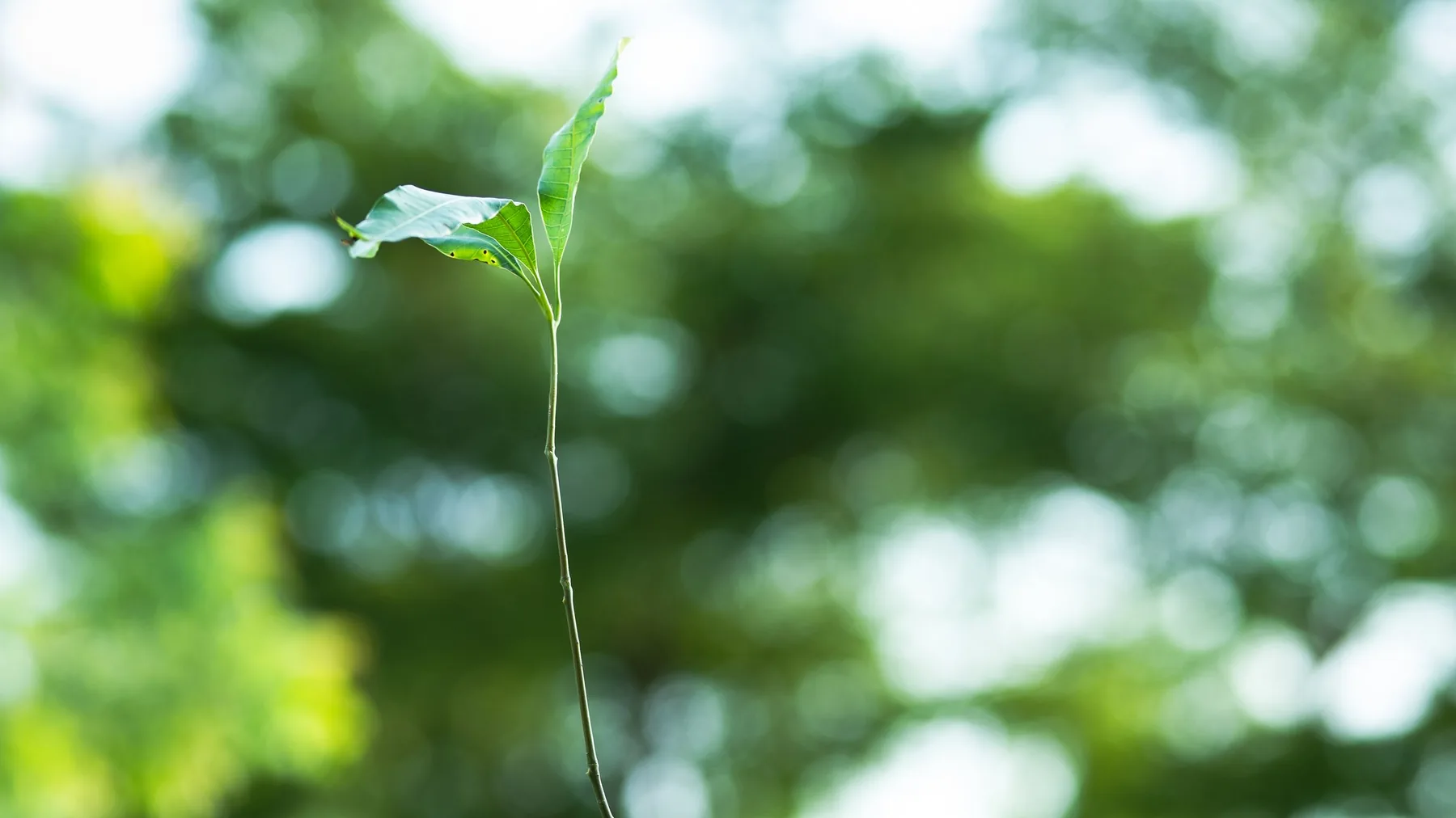 Young tree ready for planting in a green landscape