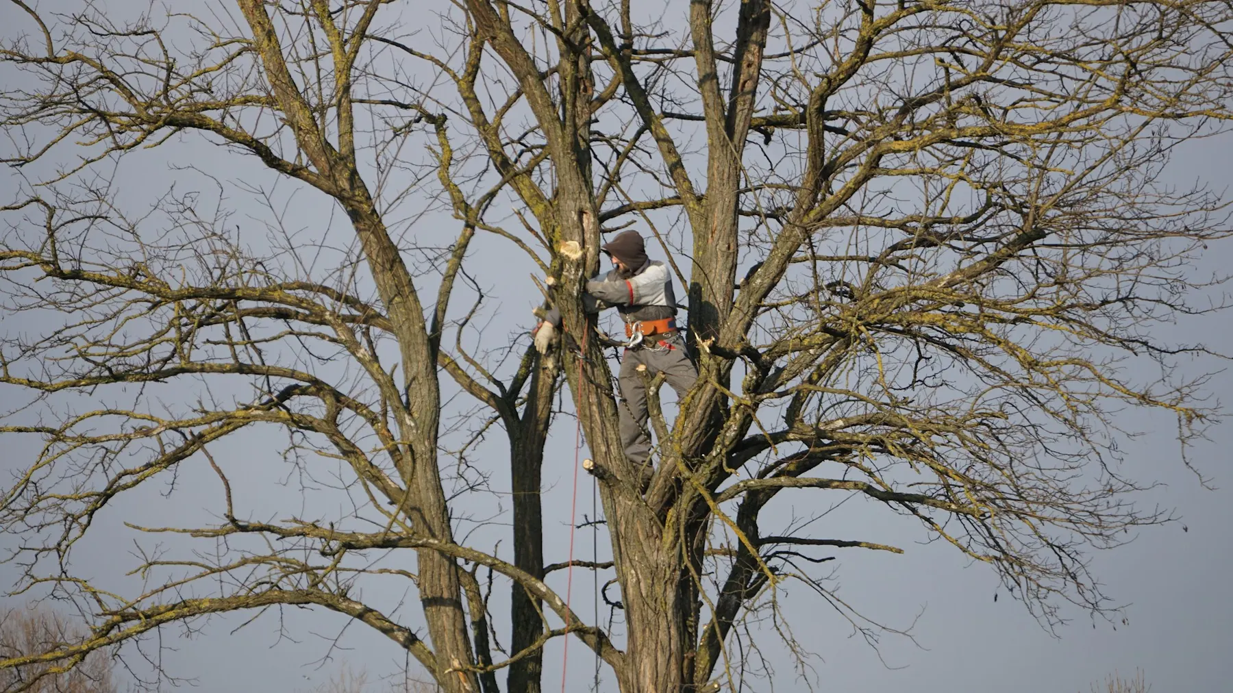 Climbing arborist pruning a large tree with safety equipment