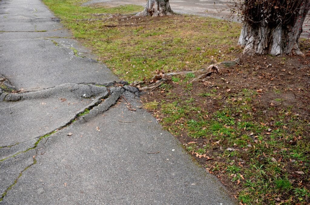 cracked driveway damaged by tree roots